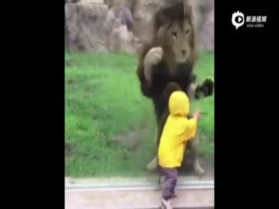 日本男童动物园看狮子：刚转身狮子就扑过来