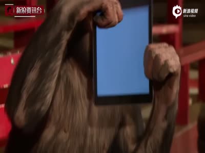 德国魔术师用iPad变魔术 看懵黑猩猩