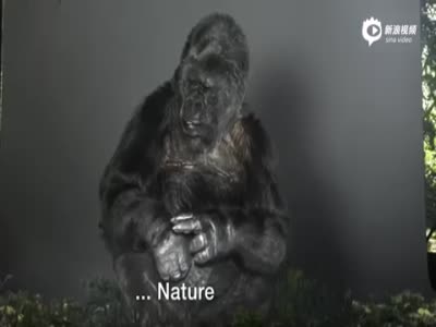 大猩猩比手语拍短片 警醒人类勿破坏地球