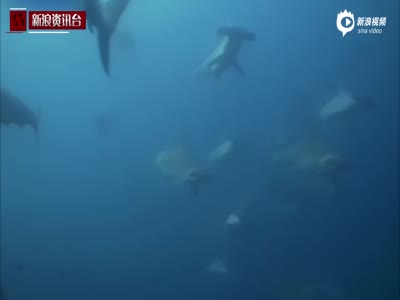 震撼！实拍印尼潜水员捕捉锤头鲨集体迁徙场景