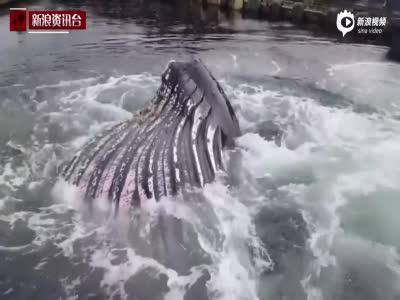 实拍美国巨型座头鲸跃出水面 张开大嘴捕食