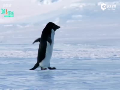 BBC纪录片年度压轴:帝企鹅宝宝的生命轮回之旅