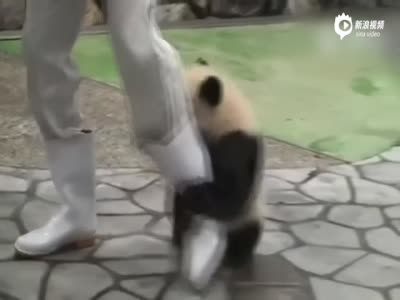 秀蠢萌无下限：熊猫宝宝上演实力抱大腿
