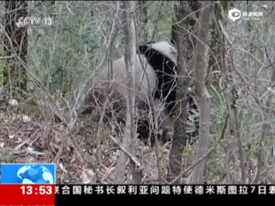 大熊猫野外交配被拍 雌性上树10天雄性苦等10天