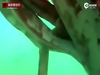 “海怪”现身日本海港 4米长大王乌贼引围观