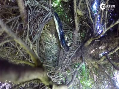 小伙装监控拍摄鸟巢 意外拍下蛇生吞鸟蛋