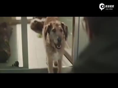 英国宠物领养机构温馨广告:有只狗狗在等你到来