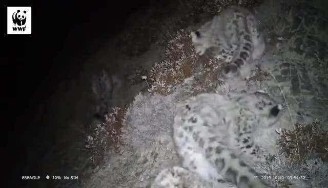 视频：甘肃阿克塞地区首次拍摄到四只雪豹同框