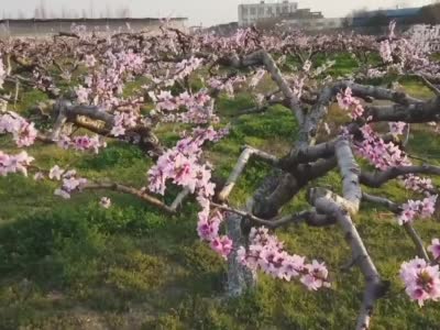 现实版“十里桃花”绽放上海嘉定果园