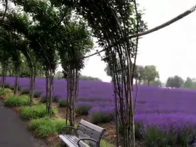 上海薰衣草公园今天开园，薰衣草比往年更紫！快来相约“魔都普罗旺斯”