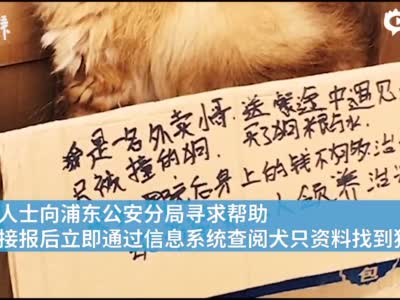上海首例养犬人遗弃犬只案：罚五百元，吊销犬证_围观_澎湃新闻-The Paper