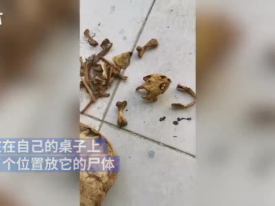 武汉一大学生返校发现宠物龟仅剩骨架：8个月未回宿舍