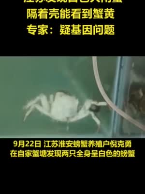 吃就完了！江苏现白色大闸蟹：隔着壳能看到蟹黄
