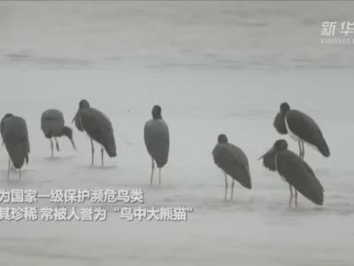30秒 | 鸟中“大熊猫”黑鹳现身四川炉霍县湿地公园