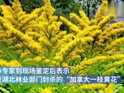 襄阳汉江湿地公园惊现“加拿大一枝黄花”：园林专家紧急封杀