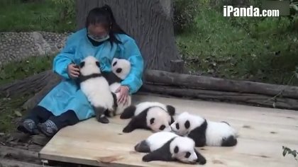 5只熊猫宝宝争宠饲养员