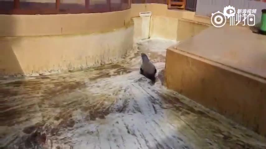 水族馆放水清扫 海狮超可爱充当“义工”真皮拖地