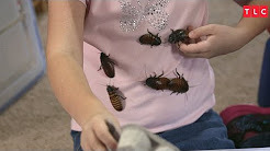 美国10岁萝莉养蟑螂当做宠物 任凭爬满全身