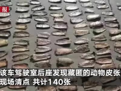 140张麝鼠皮铺满一地！海关检查货车意外发现后座隐藏一幕