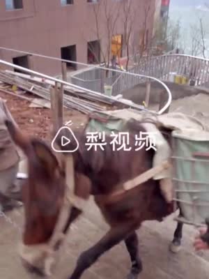 8D重庆2匹打工骡月薪4万5 每天工作8小时包吃住