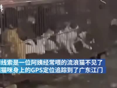 广东江门一处贩猫黑窝点曝光 警方介入调查