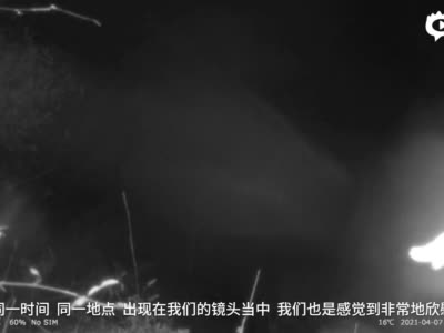 九江紅外相機首次拍到六鹿同行