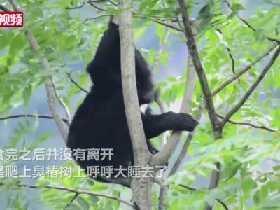 四川青川一“熊憨憨”偷吃村民蜂蜜后爬上树睡着
