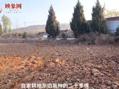 新乡辉县村民自种树木被砍伐 村委“情况说明”遭质疑