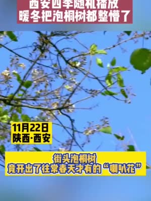 四季随机播放 #西安的泡桐树被整懵了#