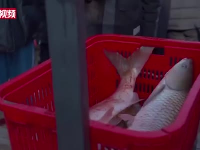 武汉一高校师生捕鱼齐上阵 3万余斤鱼免费吃