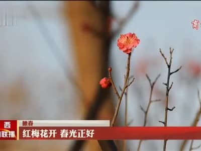 【瞰春】紅梅花開 春光正好