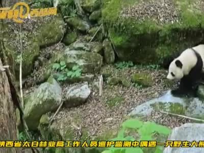陕西省林业工作人员巡护监测中 偶遇一只野生大熊猫