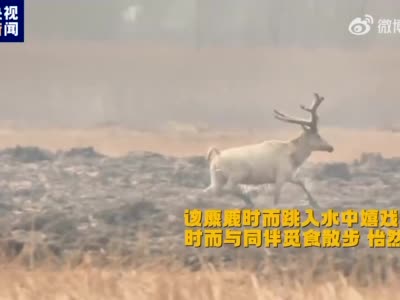 #天津早知道##天津七里海湿地发现白色麋鹿# 天津七里海湿地现白色麋鹿