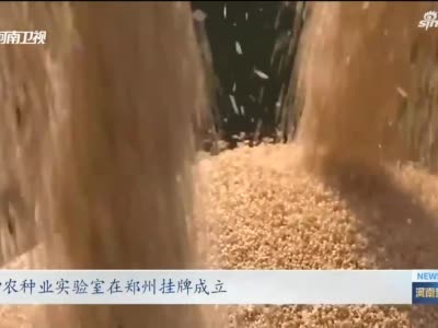 河南小麦产业升级！带你看可以拉到两米的“发丝面”
